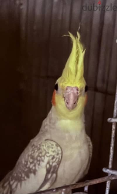ايزابيل