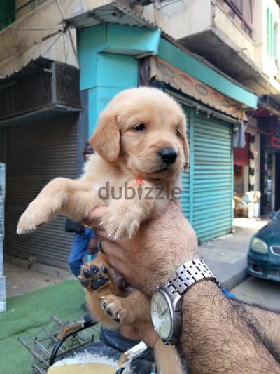 golden retriever puppies