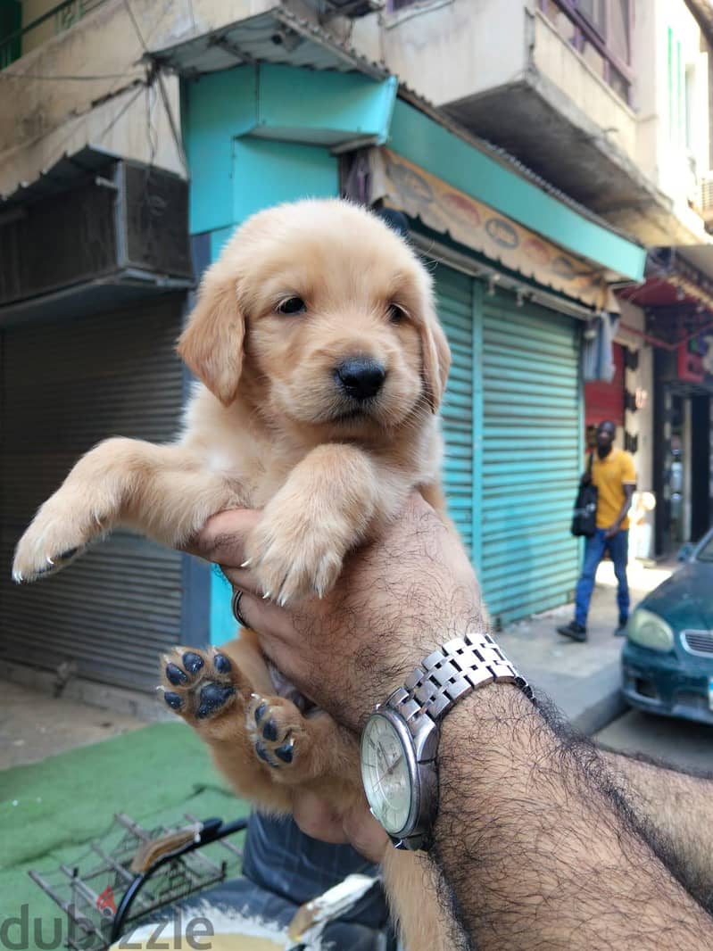 golden retriever puppies 1