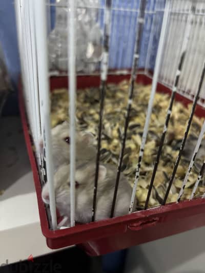 Russian hamster