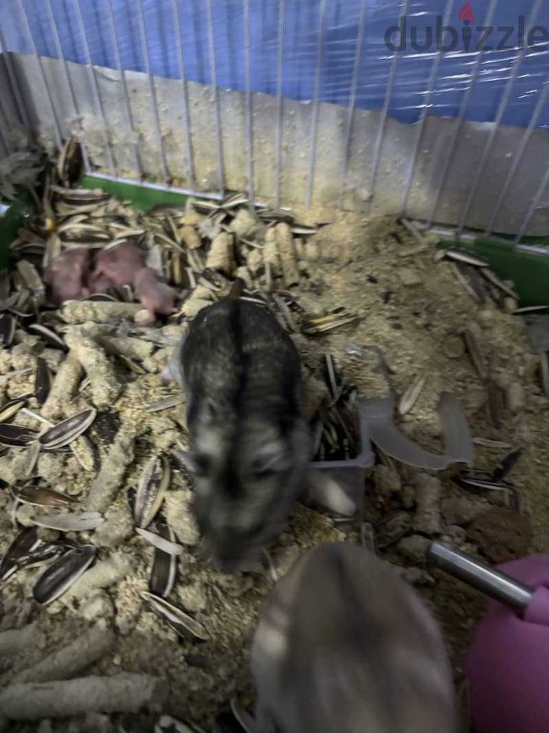 Russian hamster 1