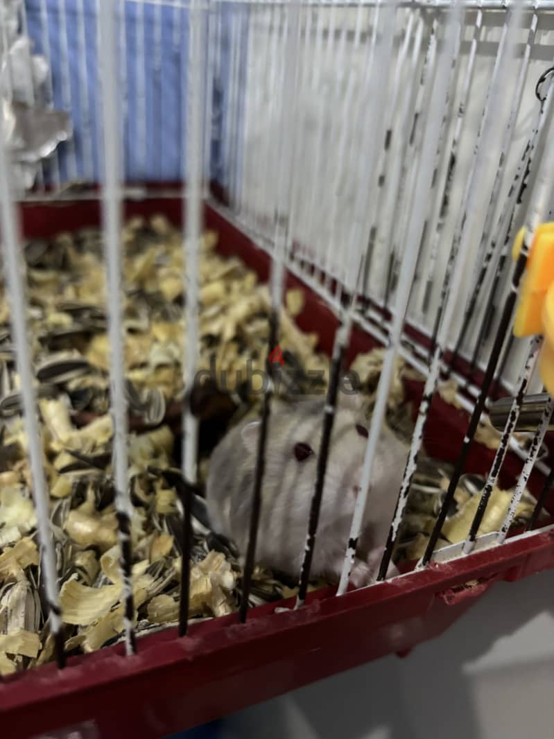 Russian hamster 2