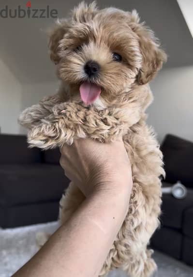 Maltipoo tea cup