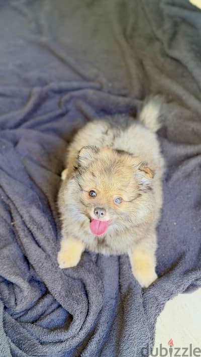 Male pomeranian
