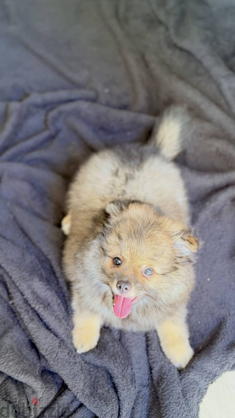Male pomeranian 1