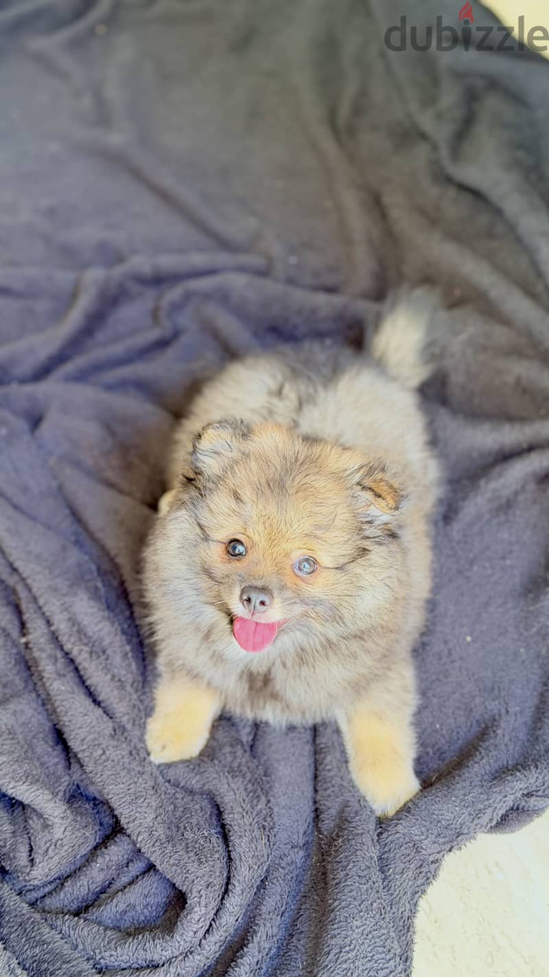 Male pomeranian 2