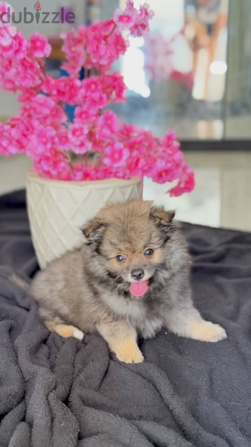 Male pomeranian 3