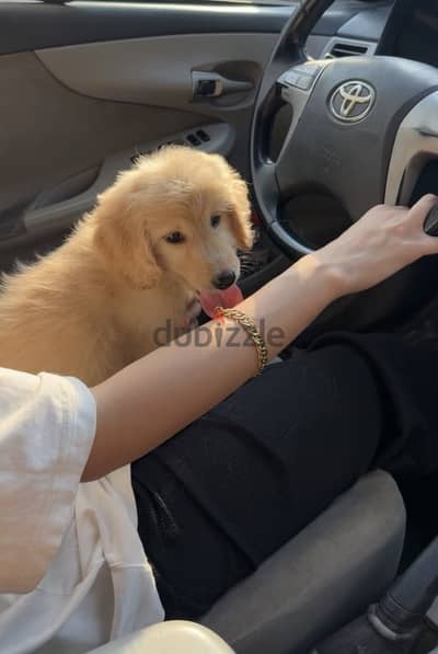 female Golden retriever