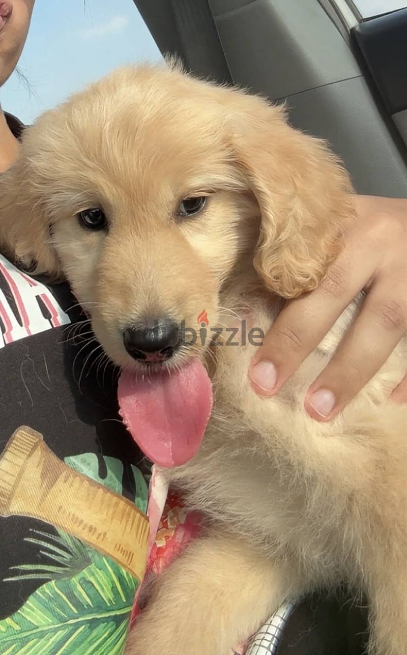 female Golden retriever 1