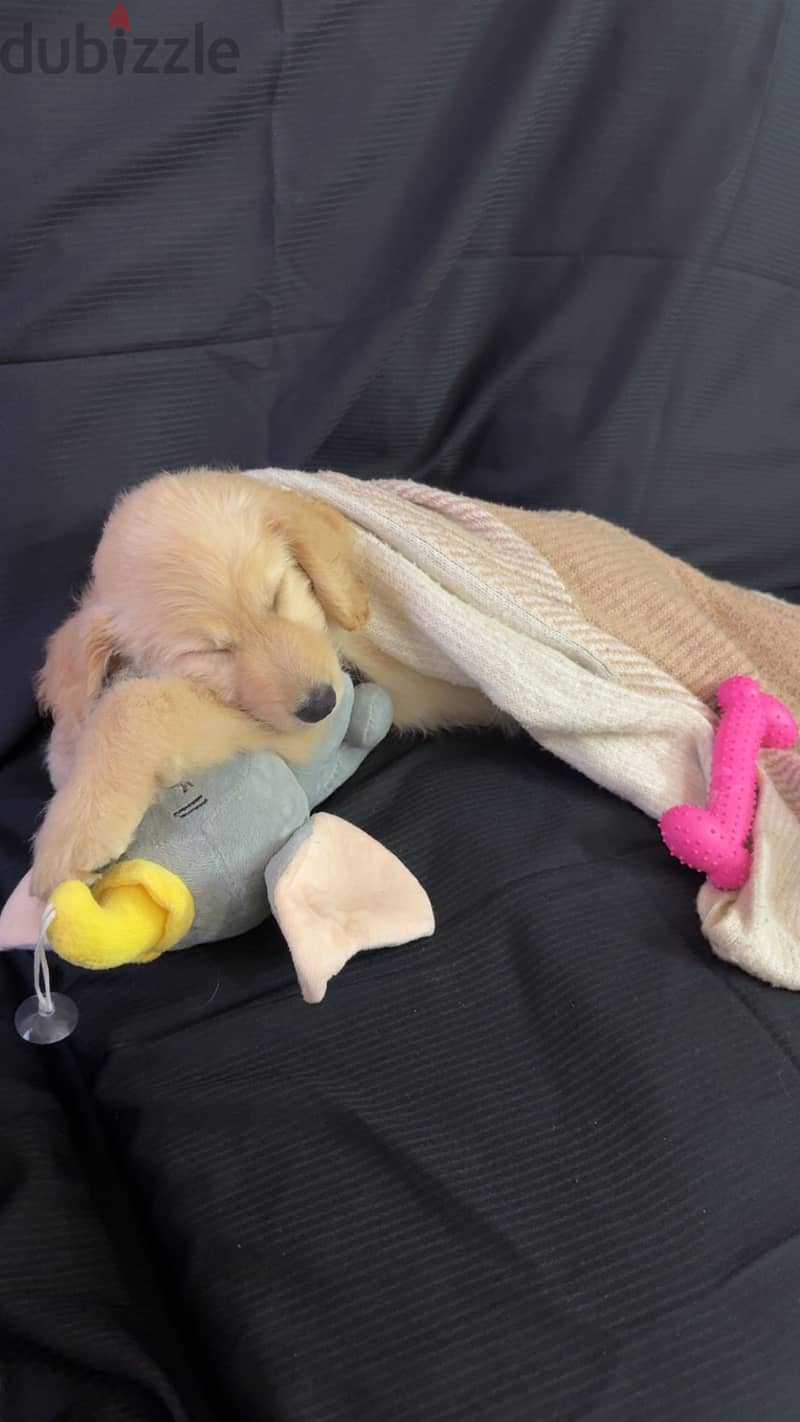 female Golden retriever 2