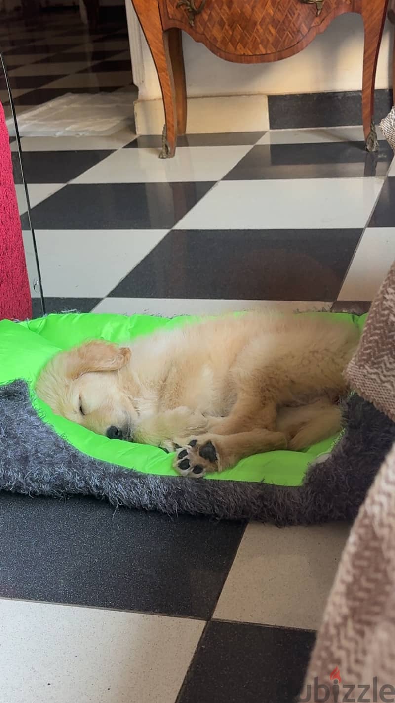 female Golden retriever 3