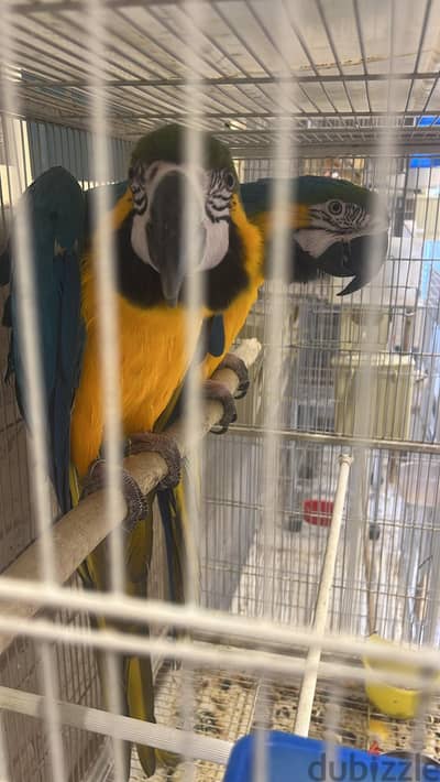 Blue and Glod Macaw breeding couple زوج مكاو منتج بلو انت جولد