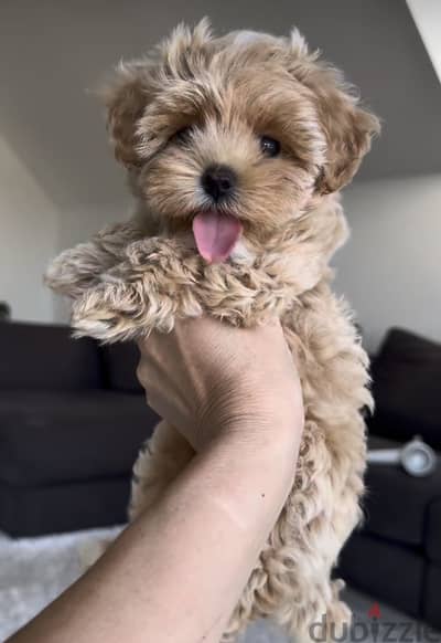 Maltipoo_poodle_teacup