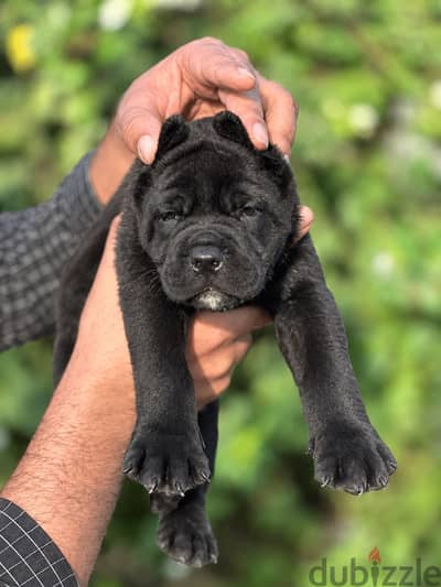 Cane corso puppies جراوي كين كورسو