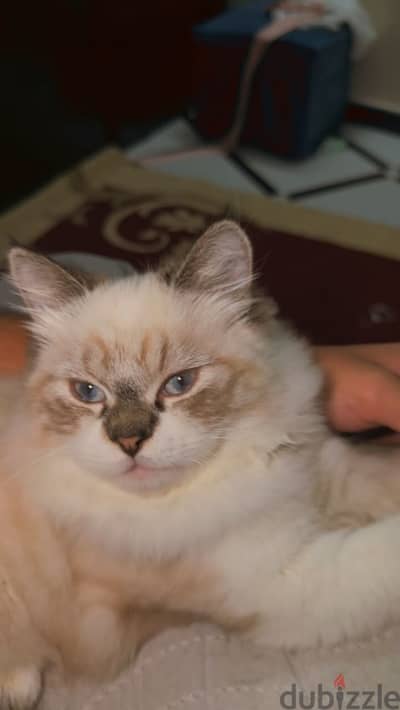 Blue lynx mitted ragdoll