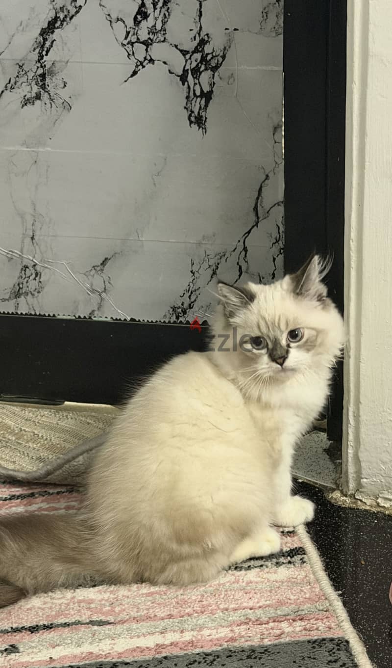 Blue lynx mitted ragdoll 1
