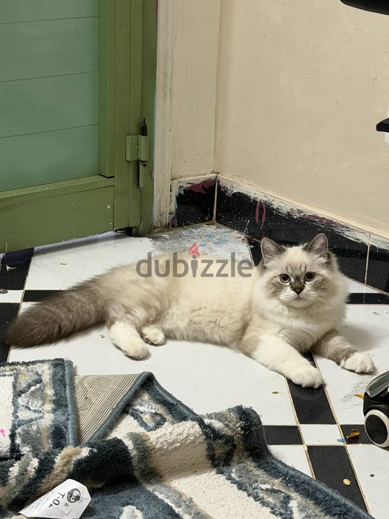 Blue lynx mitted ragdoll 2