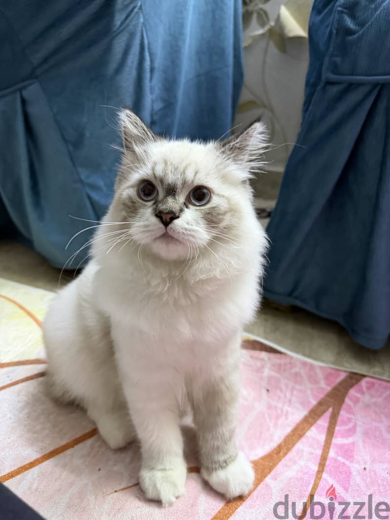 Blue lynx mitted ragdoll 3
