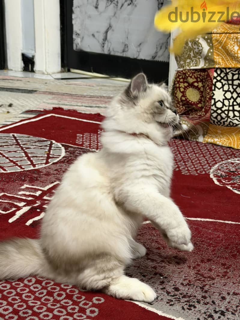 Blue lynx mitted ragdoll 4