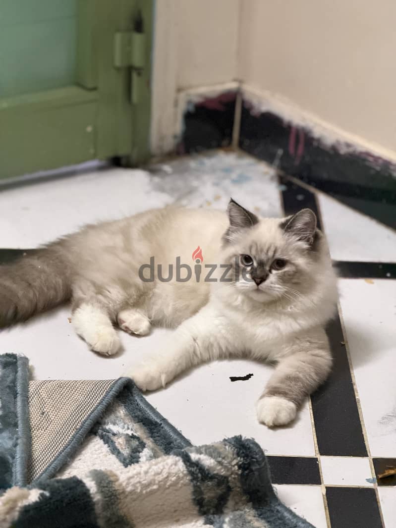 Blue lynx mitted ragdoll 5