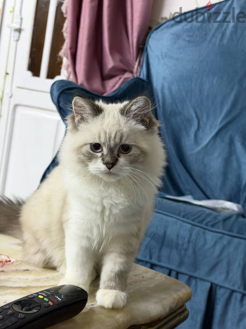 Blue lynx mitted ragdoll 6