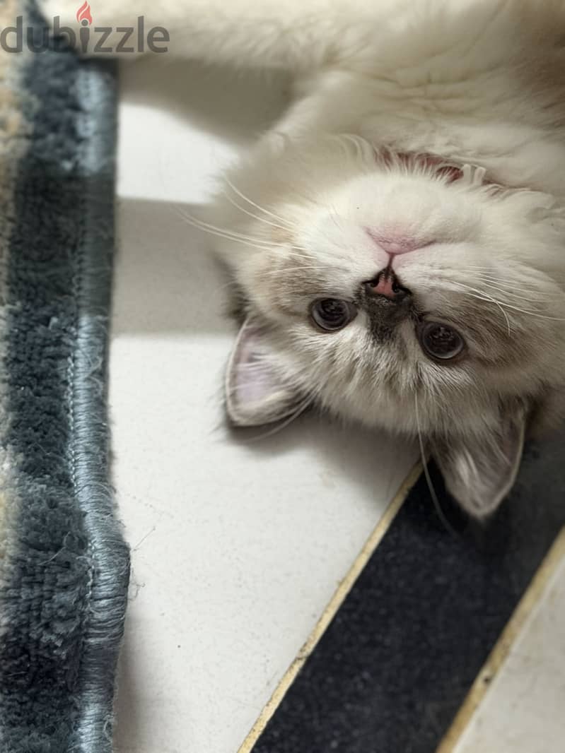 Blue lynx mitted ragdoll 7