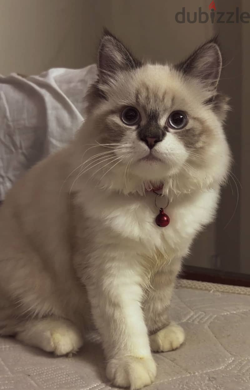 Blue lynx mitted ragdoll 8