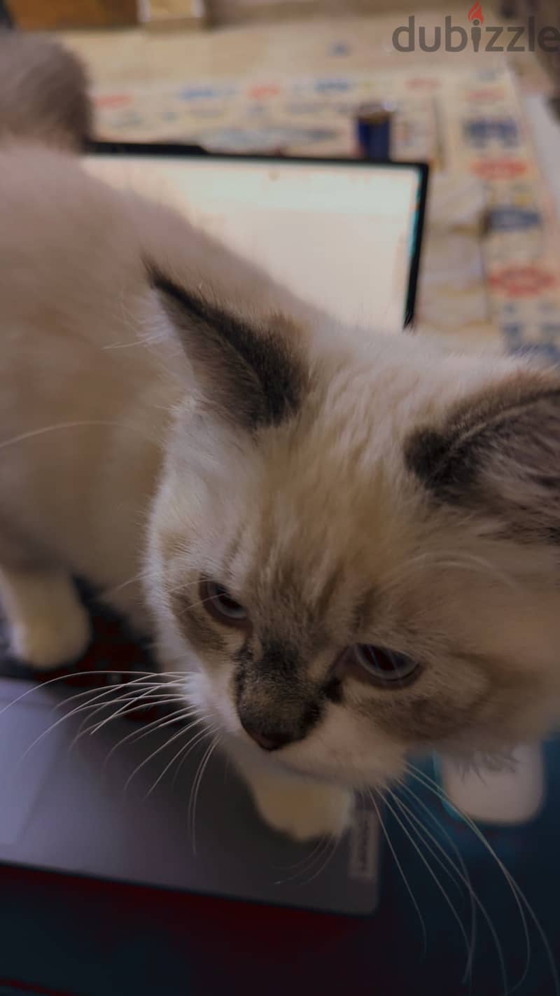 Blue lynx mitted ragdoll 9