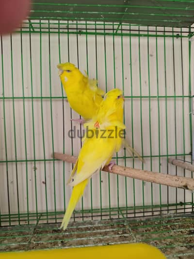 جوز عصافير