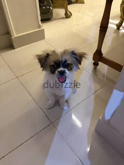 Dog for sale pickiness