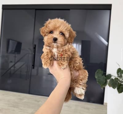Maltipoo_مالتيبو