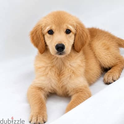 Golden retriever puppies
