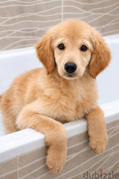 جرو جولدن انجليزي لون كريمي  English Golden (male)
