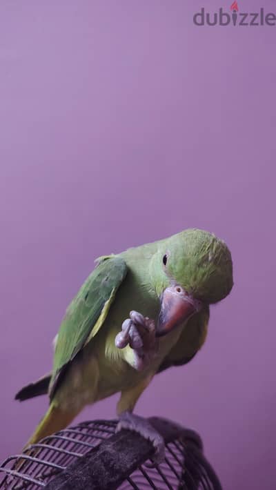 ببغاء درة هندي