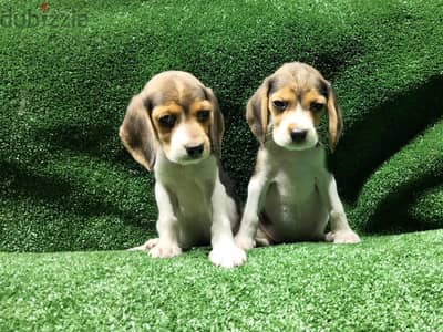 Beagle