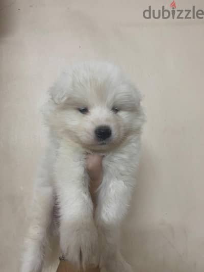 Samoyed