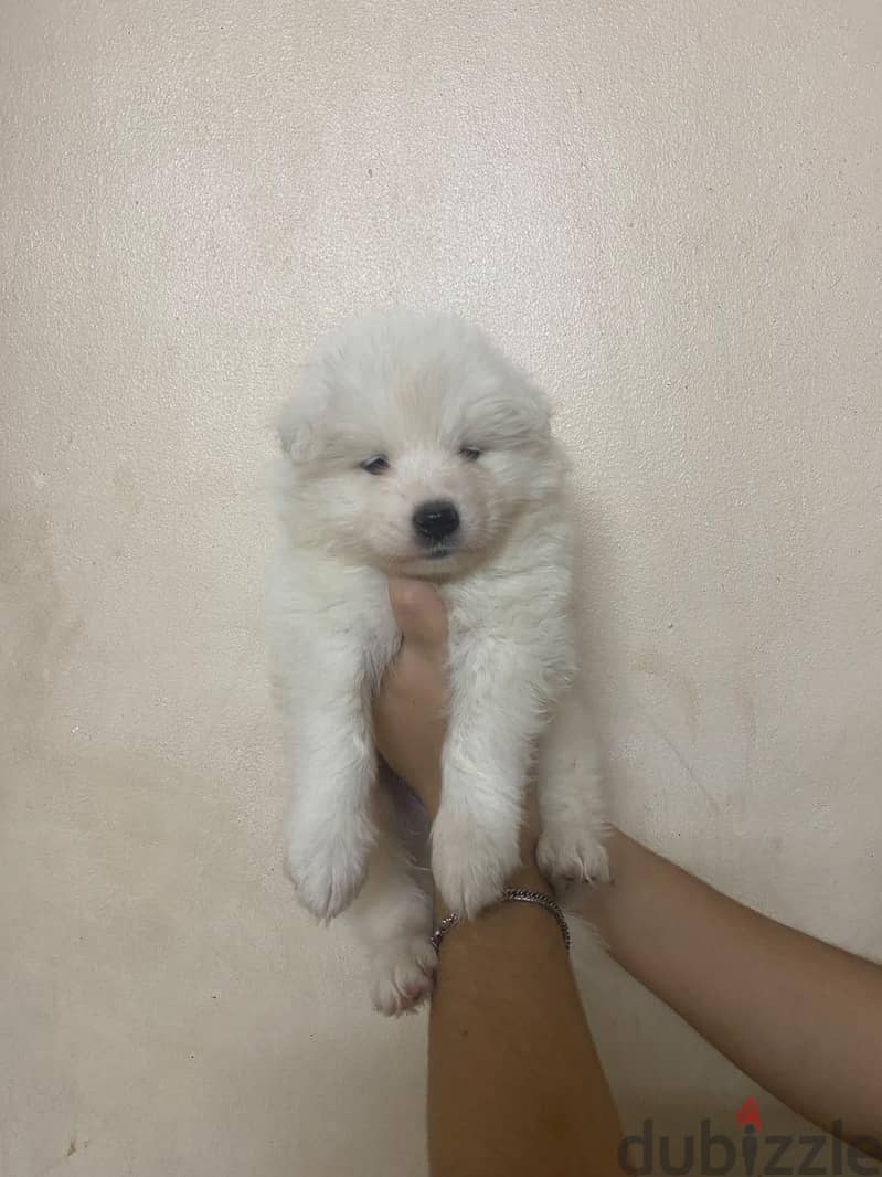 Samoyed 1