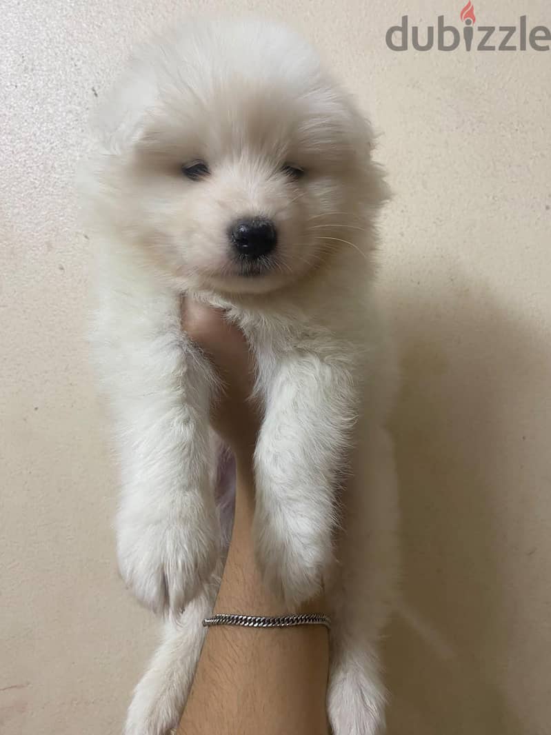 Samoyed 2