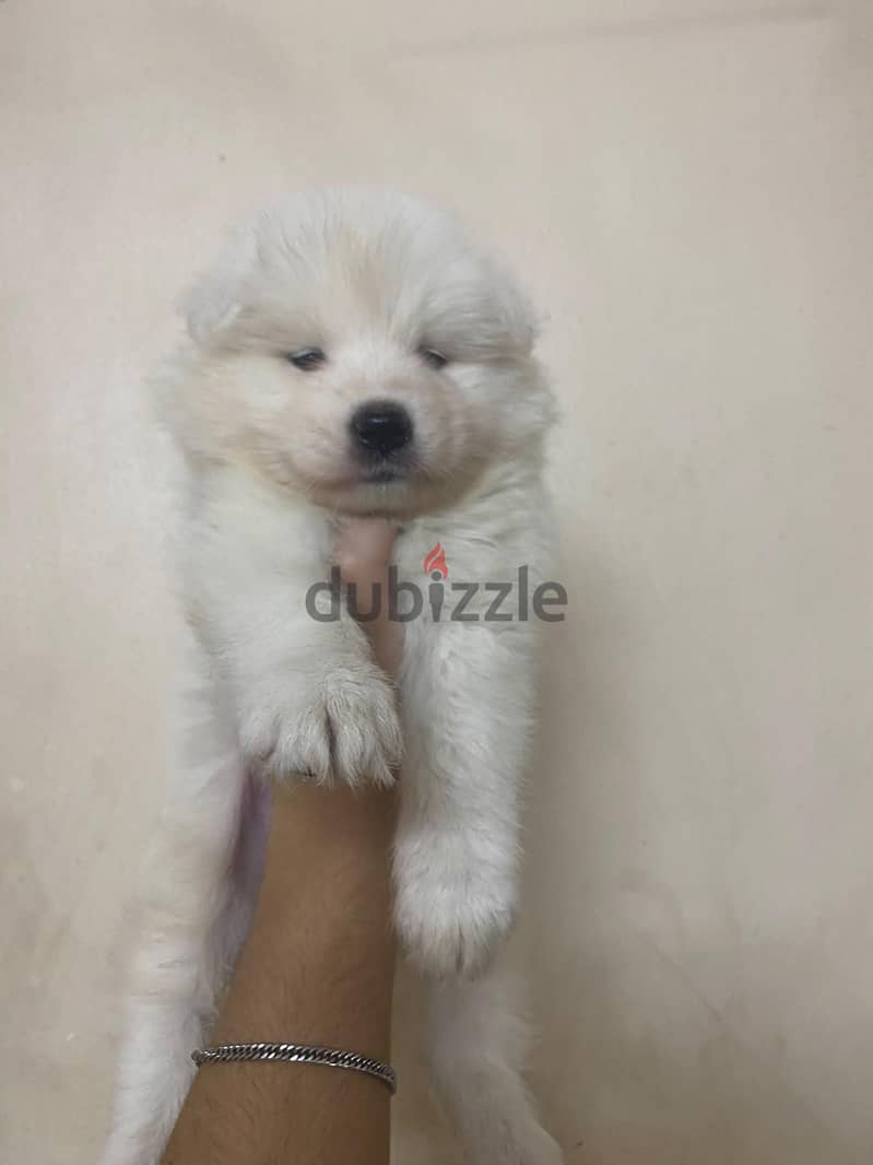 Samoyed 3