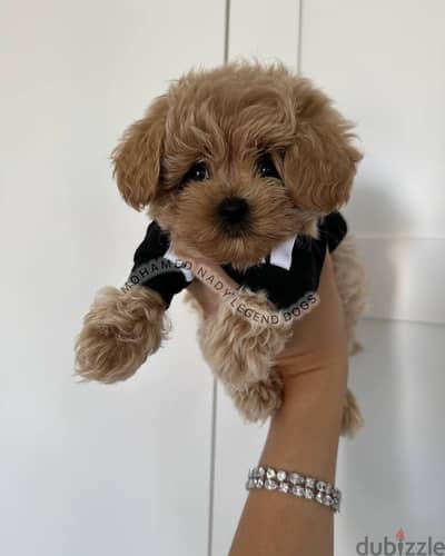 اجمل جراوي -مالتي بو-توي بودل-Maltipoo-toy Poodle puppy