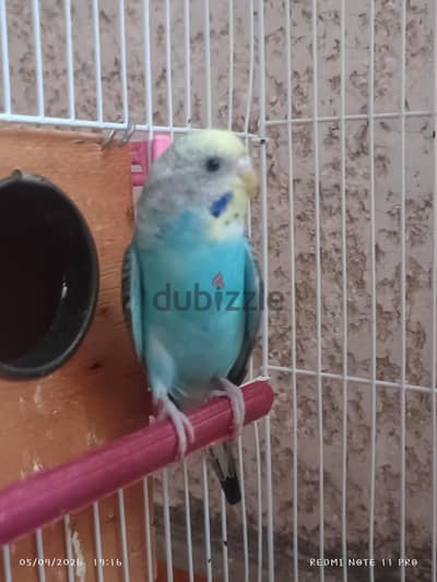 جوز بادجي ، نتايه بادجي