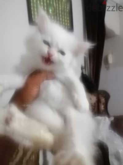 أكتوبر حي ١١