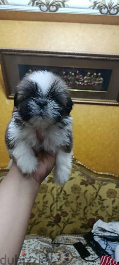 Imported shihtzu puppies شيه تزو شيتزو