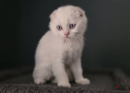 Scottish fold male