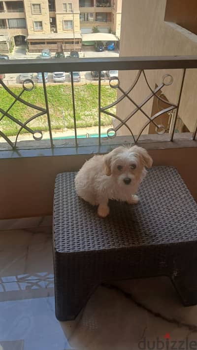 جرو مالتيبو للبيع 3 شهور | مطعم ولعوب ومحب للأطفال Adorable Maltipoo