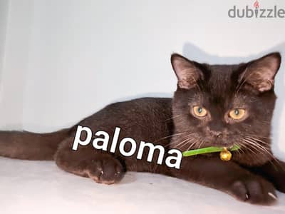بريتش ذكر