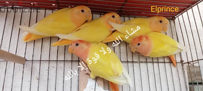 5 روز أوبلاين رد و أورانج فرط رمان مستوي مميز مشاء الله