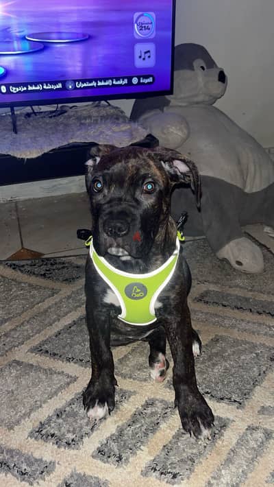 Cane Corso أنثى