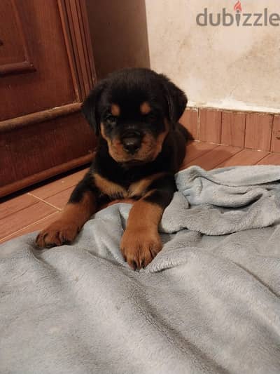 جراوي روت وايلر، عمر 45 يوم ، Rottweiler puppies