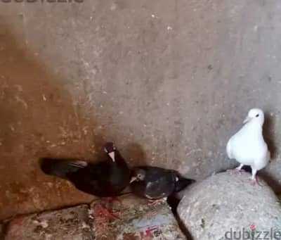 يوجد حمام بلدي شغال بسعر لقطه